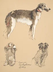 Borzoi, Sealyham e Collie, 1930, ilustrações de seu livro de desenho usado para &39;Só entre amigos&39;, Aldin, Cecil Charles Windsor (1870-1935), mais tarde publicado pela Eyre e Spottiswoode Limited, 1934, C